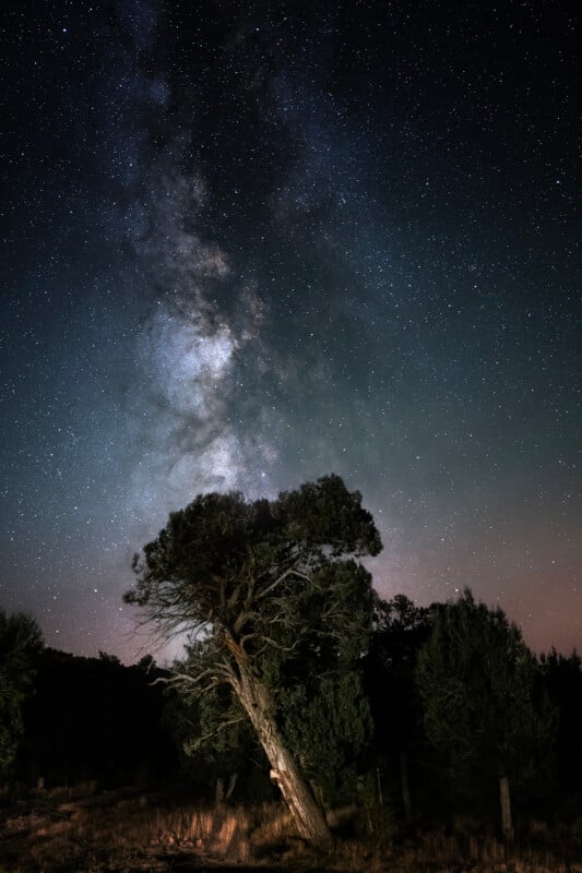 A lone tree stands silhouetted against a starry night sky, with the Milky Way galaxy clearly visible overhead. The foreground features sparse grass and shrubbery, creating a serene and awe-inspiring natural scene.