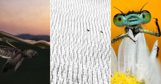 A triptych of nature photos: a dragonfly larva underwater at sunset, a snowy landscape with sparse trees and two small figures, and a close-up of a damselfly on a daisy petal with its eyes prominently visible.