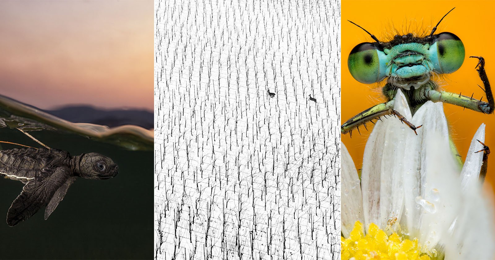 A triptych of nature photos: a dragonfly larva underwater at sunset, a snowy landscape with sparse trees and two small figures, and a close-up of a damselfly on a daisy petal with its eyes prominently visible.