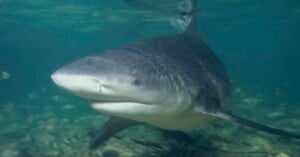 bull shark woman loses hands