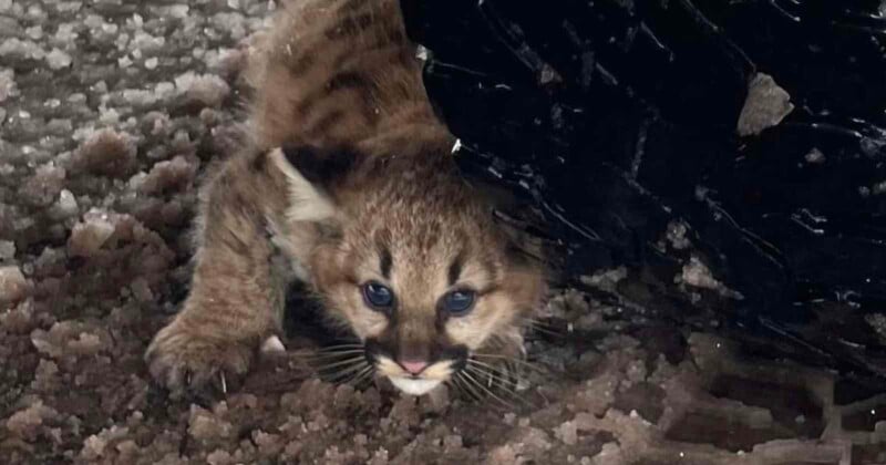 A small cougar cub with blue eyes and a spotted coat crouches on a snowy surface, partially hiding behind a dark rock. The cub looks intently forward.