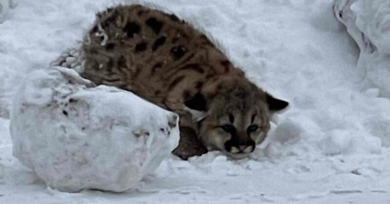 A young cougar crouches in the snow, partially hiding behind a snow-covered rock. Its fur is dappled with spots, and it gazes intently forward. Snow blankets the surrounding area.