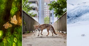 A split image: left shows two butterflies amidst green foliage, center features a fox on an urban bridge with buildings and trees, right depicts a snowy landscape with a camouflaged arctic hare.