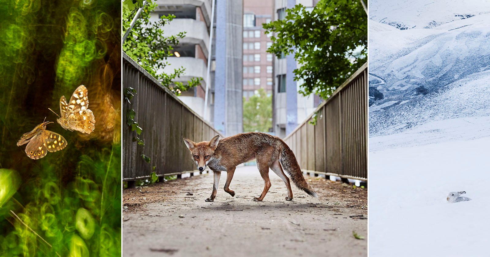 A split image: left shows two butterflies amidst green foliage, center features a fox on an urban bridge with buildings and trees, right depicts a snowy landscape with a camouflaged arctic hare.