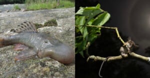 Split image: Left - A catfish lying on a rock near water in daylight. Right - A small rodent sitting on a branch with green leaves and illuminated by moonlight in a dark setting.