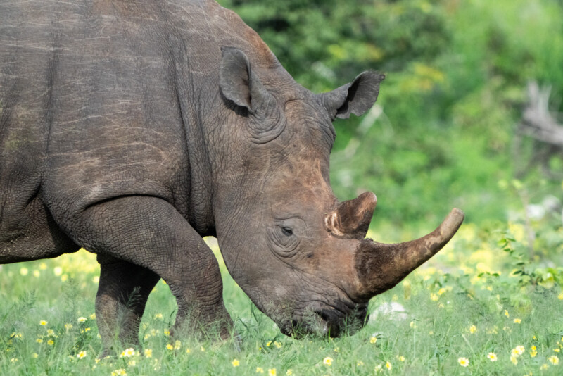 A rhinoceros with a large horn grazes on green grass dotted with small yellow flowers. Its skin appears rough and textured. The background is a mix of green foliage, suggesting a natural habitat.