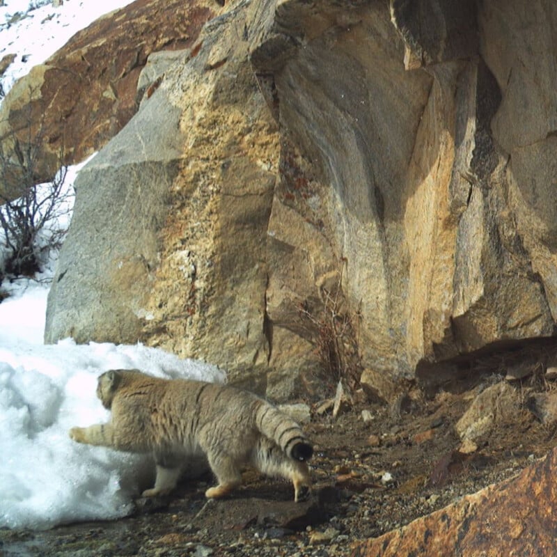 A wild cat with a thick, striped tail walks near a snowbank, surrounded by rocky terrain. The cat is facing the snow and its fur is fluffy, blending with the natural mountainous landscape.