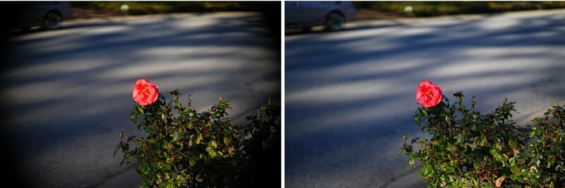 Side-by-side images of a single pink rose in bloom on a bush, set against a blurred street background. The left image has darker vignetting around the edges, while the right image appears brighter and more evenly lit.