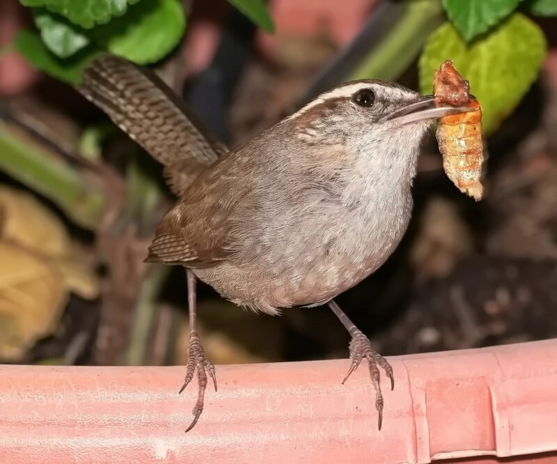 A small brown bird with a speckled breast stands on the edge of a pink planter. It holds an insect larva in its beak. Green foliage is visible in the background.