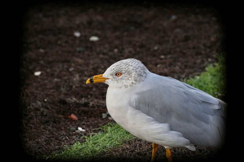 A seagull with grey and white feathers, standing on the ground with its distinctive orange ringed eye and yellow-black beak. The background shows soil and a strip of green grass.