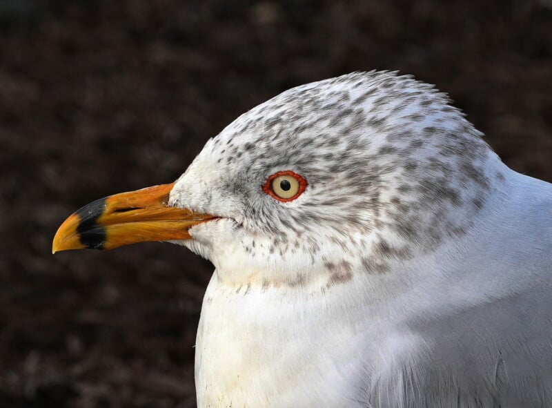 Close-up of a seagull with speckled gray and white plumage. The bird has a striking orange and black beak and a distinct red eye ring, set against a dark, blurred background.