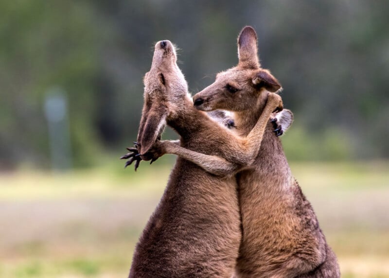 Two kangaroos are engaged in a playful sparring match, standing on their hind legs and holding each other by the shoulders. Their expressions appear focused, with a blurred green background.