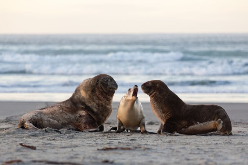 Three sea lions on a sandy beach: two larger sea lions lie on either side of a smaller one sitting upright with its mouth open, possibly vocalizing, against a backdrop of ocean waves and a soft, light sky.