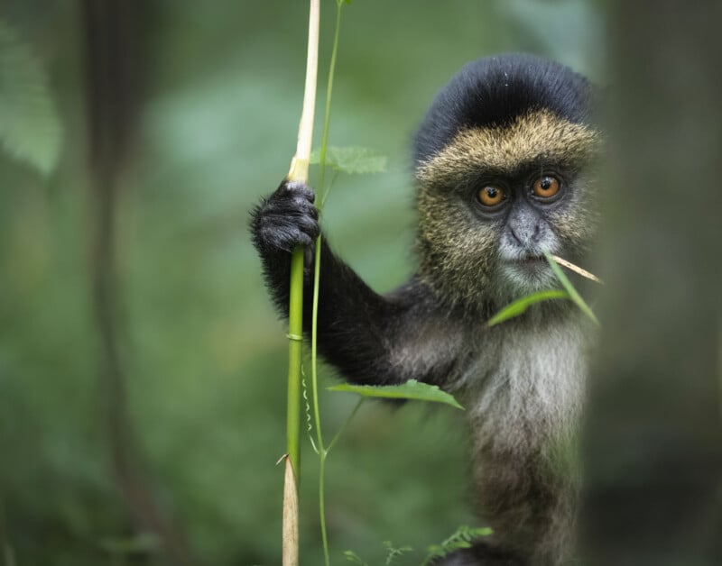 A small primate with a dark face and golden-brown fur around its mouth and chest is holding onto a slender green plant. The background is lush and green, suggesting a forest environment. The primate's eyes are wide and curious.