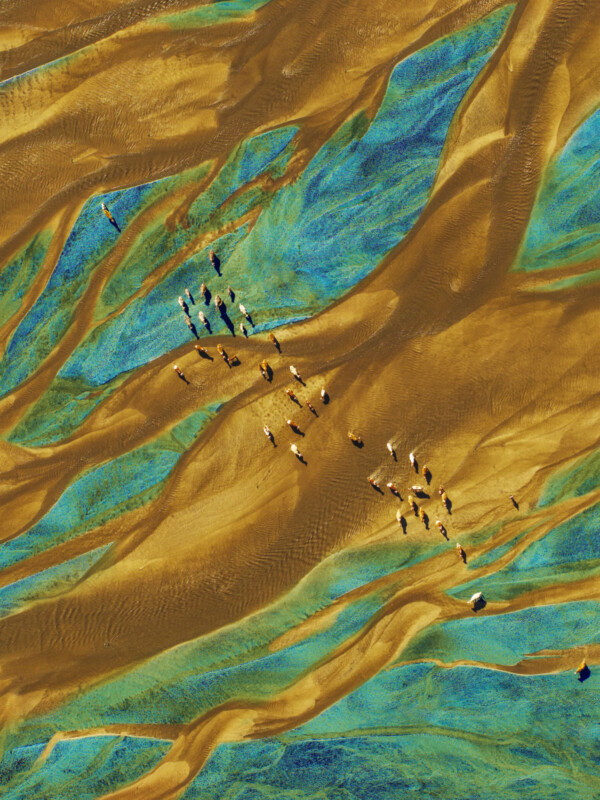 Aerial view of a group of animals crossing a landscape with vibrant golden sand and blue water patterns, creating swirling, abstract shapes. The animals are dispersed across the scene, adding contrast to the colorful backdrop.