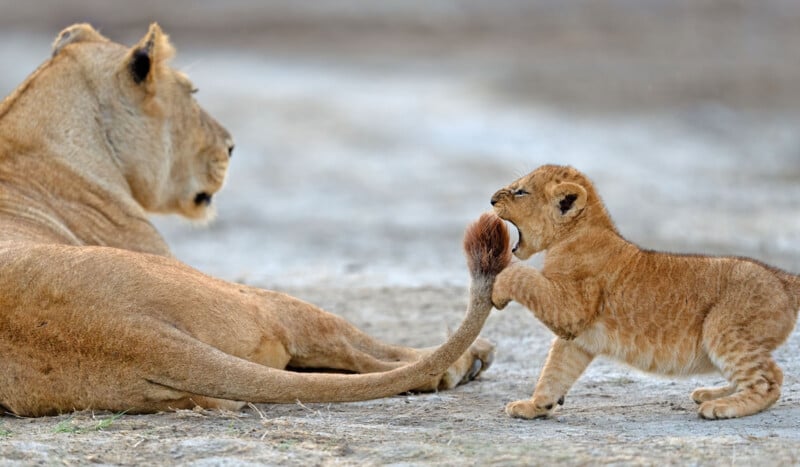 A lion cub playfully bites the tail of an adult lioness lying on the ground. The lioness is looking away, seemingly unbothered. They are on a sandy patch of land.