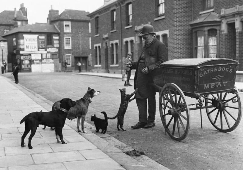 An elderly man in a bowler hat stands by a cart labeled "Cats & Dogs Meat" on a street. He feeds treats to several eager dogs and a cat. The background shows brick buildings with various signs and advertisements.