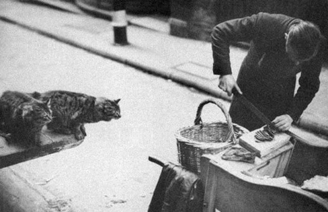 A person slicing food on a cutting board beside a street. Two cats sit on a ledge, watching intently. A basket and coat are nearby. The scene is in black and white, suggesting an older time period.