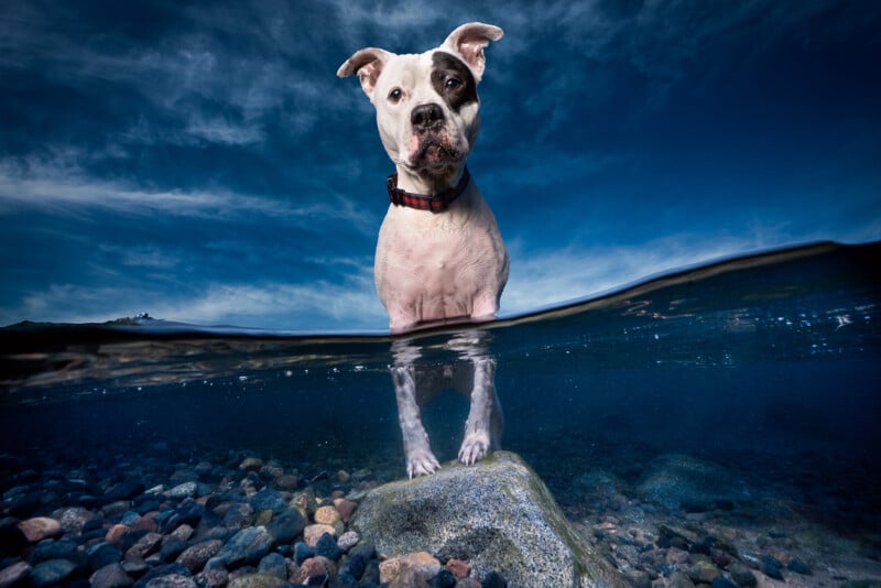 A dog with a black patch over one eye stands on a rock in clear water, with a view split between underwater and the sky. The water is clear, revealing pebbles below, and the sky is a vivid blue with some clouds.