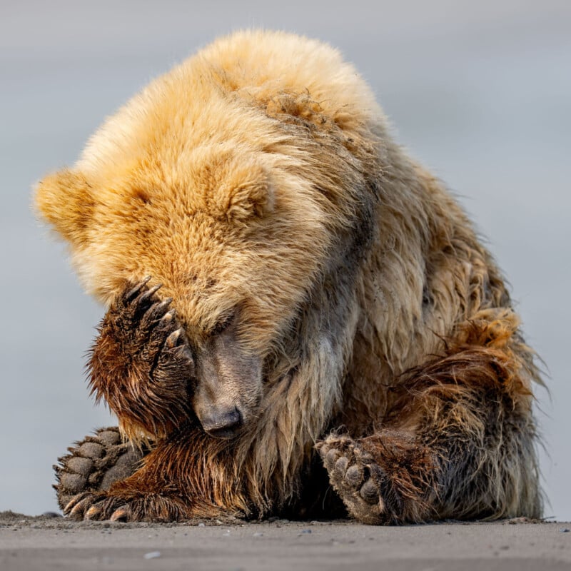 A fluffy brown bear sits on its haunches, covering its face with one paw, as if shy or tired. Its fur is thick and golden-brown, and it rests on a sandy surface with a neutral background.