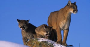 A family of three mountain lions stands on a snow-dusted rock against a clear blue sky. The adult lion stands alert, while the two younger lions beside it show playful expressions.