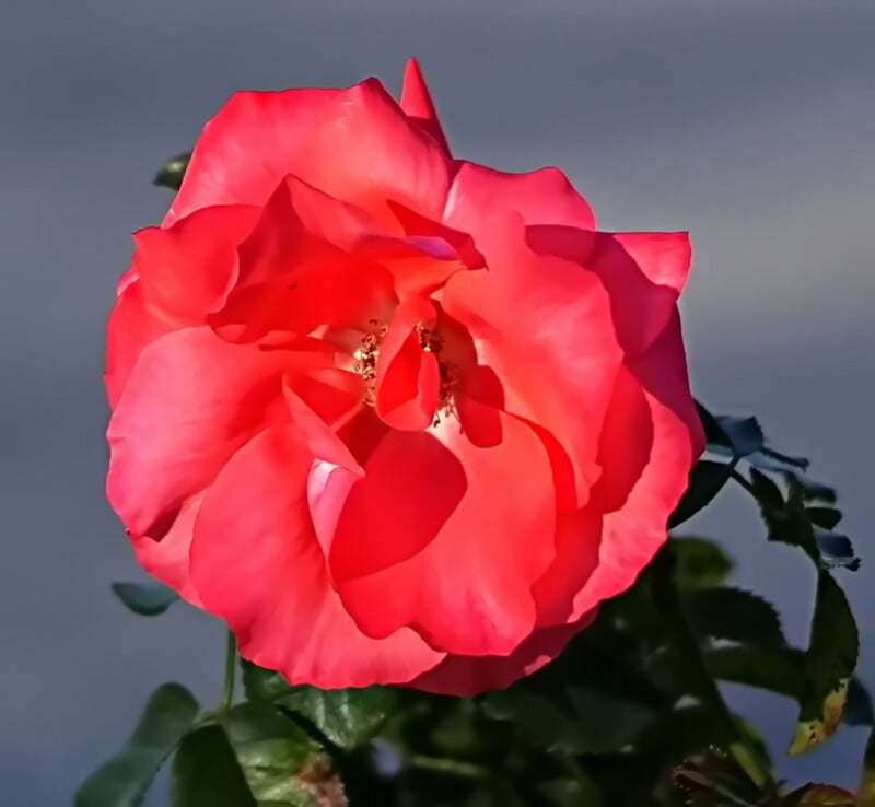 A vibrant, close-up photo of a fully bloomed pink rose with petals slightly curling at the edges. The background is blurred, highlighting the delicate texture and color of the flower's petals.