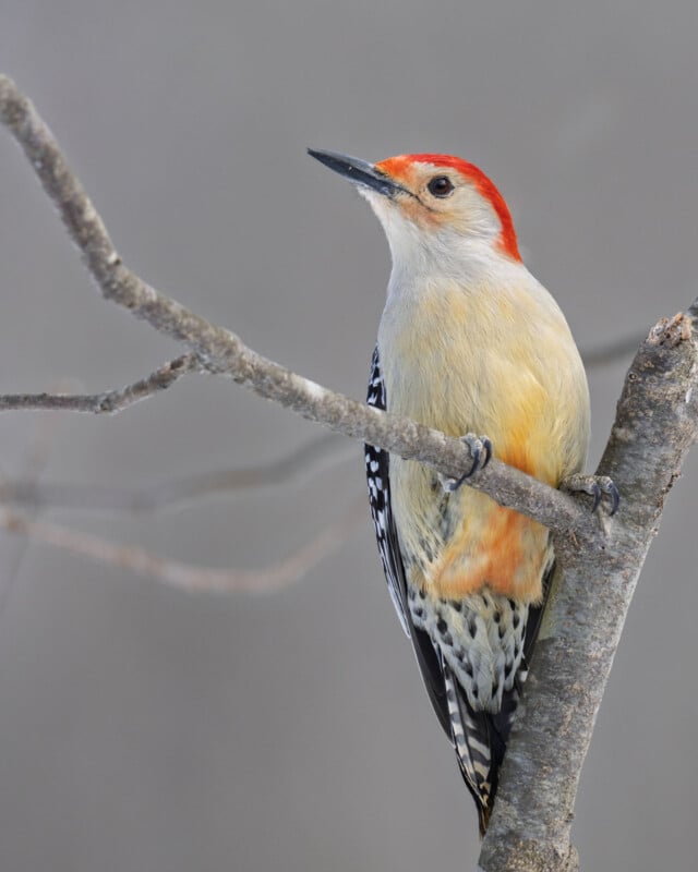 A red-bellied woodpecker with a bright red cap and nape perches on a branch. It has a white face, yellowish belly, and black and white patterned wings. The background is a soft, blurred gray.