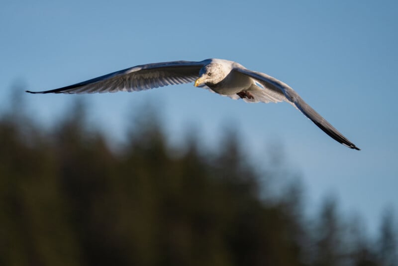 A seagull with outstretched wings glides through the air against a clear blue sky. The background is slightly blurred, showing a line of dark green trees. The sunlight illuminates the bird's feathers from above.