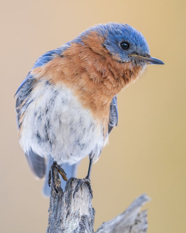 Close-up of a bluebird perched on a branch. The bird has blue feathers on its head and back, with a rusty orange chest and white belly. The background is softly blurred in warm tones, highlighting the bird's detailed plumage.