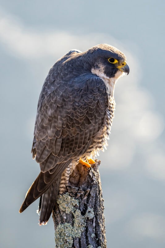 A peregrine falcon perched on a lichen-covered branch against a soft, blurred background. The bird has sleek, dark plumage with a distinctive yellow around its eyes and beak, and is looking intently to the side.