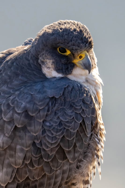 Close-up image of a peregrine falcon with striking yellow markings around its beak and eyes. The bird's feathers are mostly dark gray with lighter edges, and it gazes intently to the side against a plain background.