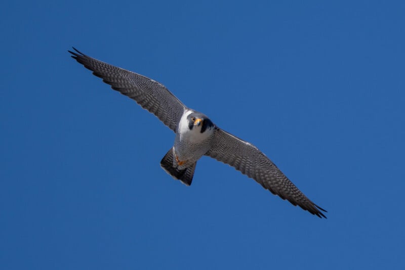 A peregrine falcon glides through a clear blue sky, wings fully extended. Its distinctive markings and sharp eyes are visible as it soars confidently against the backdrop of the sky.