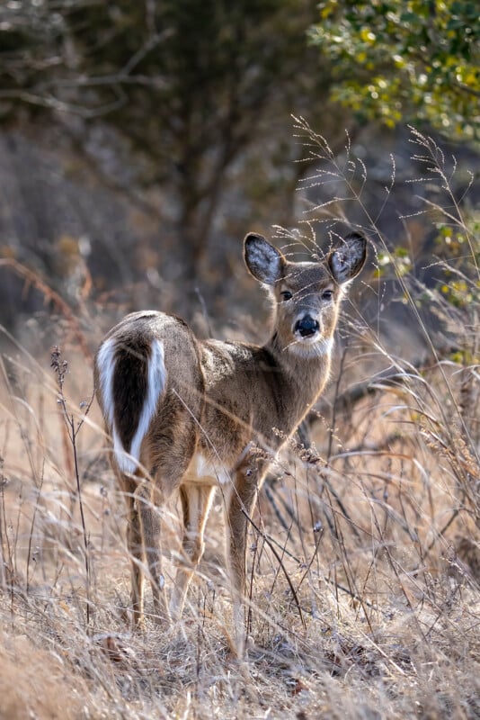 A deer stands in a field, looking back toward the camera. It is surrounded by dry grass and a few scattered green leaves. The sunlight highlights its soft, brown fur and distinctive white tail.