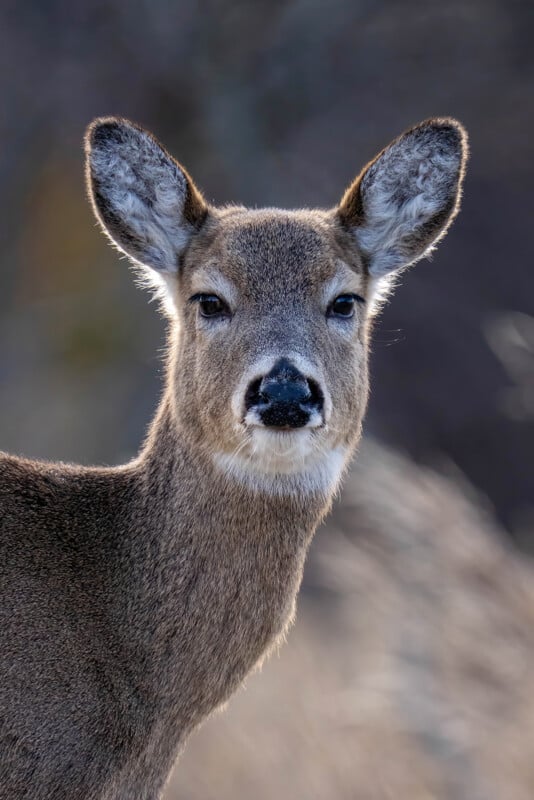 A close-up image of a deer with large, alert ears and a smooth, brown coat. Its small, black nose and gentle eyes are clearly visible, set against a blurred natural background.