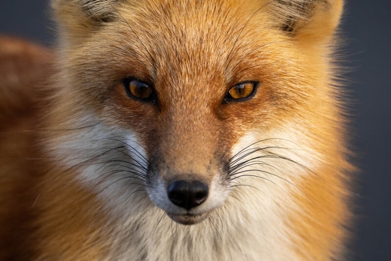 Close-up of a red fox staring directly at the camera. The fox's fur is a rich combination of red, orange, and white, with striking golden eyes and prominent whiskers. The background is a soft, blurred dark tone.