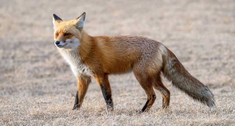 A red fox stands alert in an open field, its bushy tail trailing behind. The fur is a rich orange-red with a white underbelly and black markings on its legs. The background is a dry, grassy terrain.