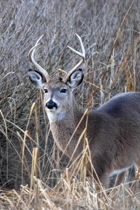 A deer with antlers stands alert in tall, dry grass. Its large, dark eyes gaze forward, and its ears are perked up, capturing the serene yet vigilant nature of the animal in its natural habitat.