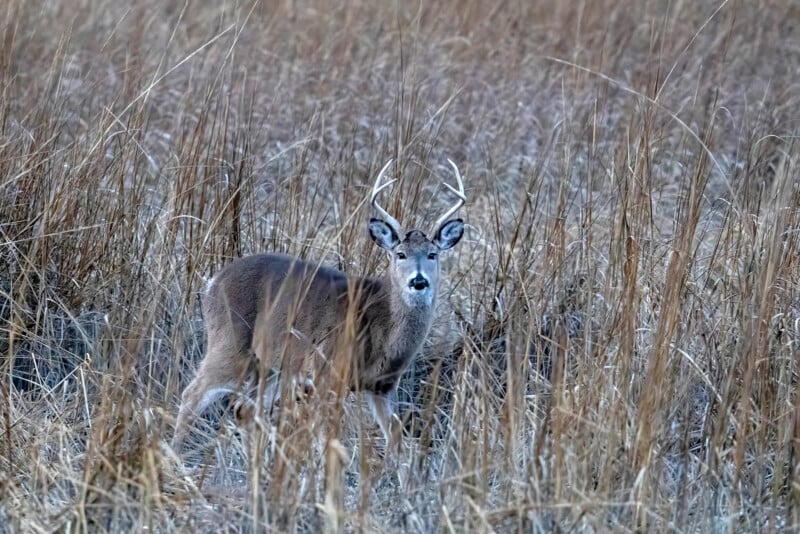 A deer with antlers stands alert amidst tall dry grasses in a field, blending into the earthy surroundings. Its ears are perked up, and it appears to be looking directly at the camera.