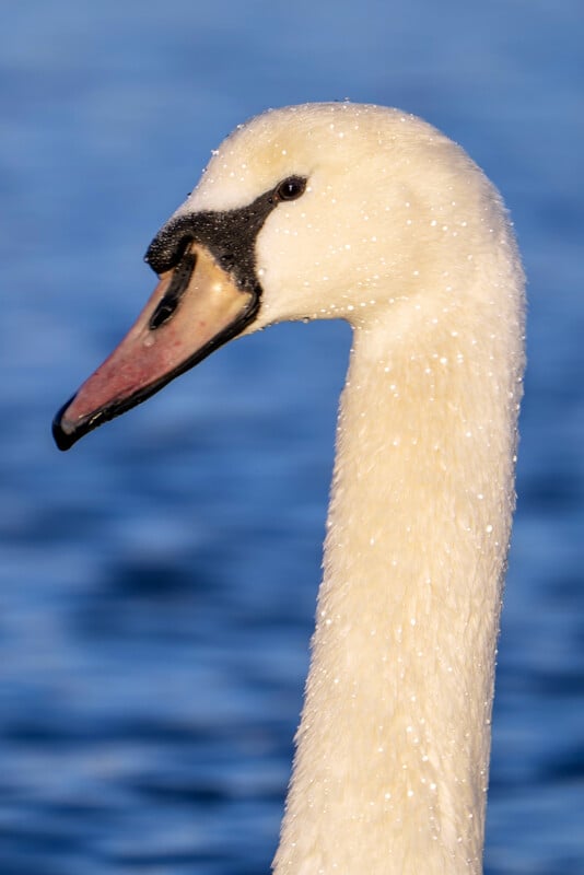 Close-up of a swan's head and neck against a blurred blue water background. The swan has white feathers with water droplets and a distinctive black mask around its eyes extending to its beak.