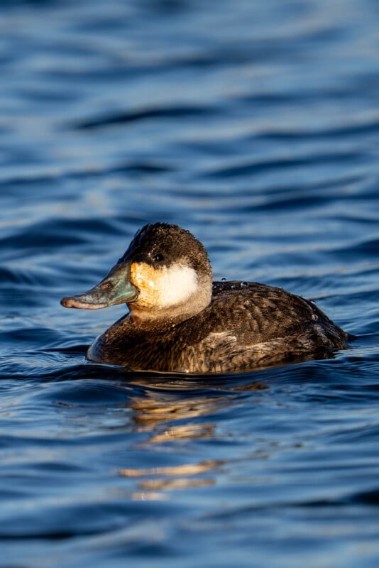 A male ruddy duck with a distinctive blue bill and speckled brown plumage floats on rippling blue water, with droplets visible on its back.