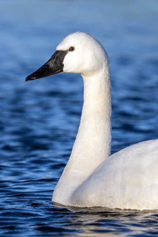 A graceful white swan with a long neck and black beak floats on calm blue water, capturing a serene moment in nature.