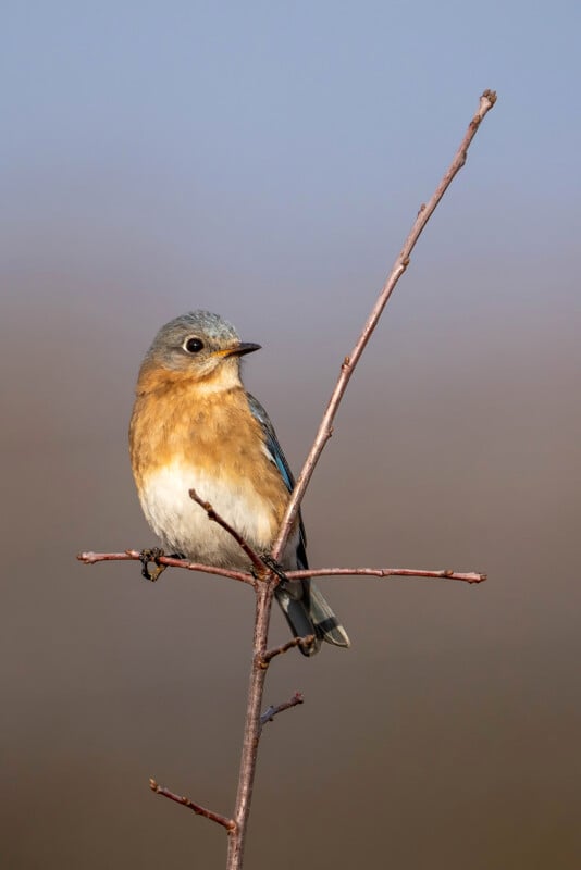 A small bird with blue and brown feathers sits perched on a slender branch against a blurred background.