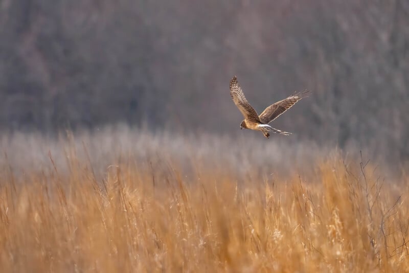 A hawk gracefully flies over a field of tall, golden grasses. The background is a blur of muted browns and grays, suggesting a forested area. The hawk's wings are outstretched as it soars through the air.