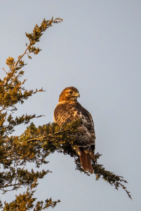 A brown and white hawk perches on the branch of a tree against a clear blue sky. The bird looks to the side, showcasing its profile and the texture of its feathers.