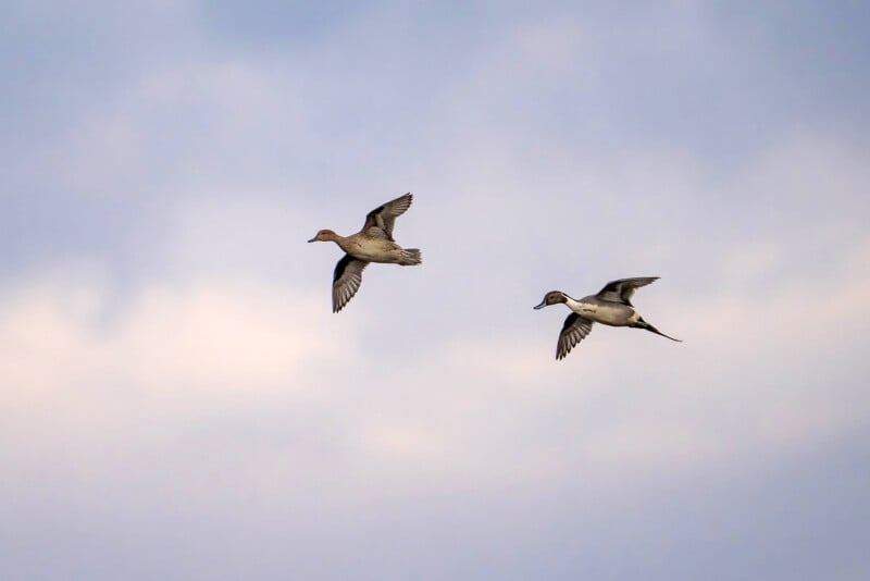 Two ducks in flight against a cloudy sky, with wings outstretched. The image captures the grace and movement of the birds as they glide through the air.