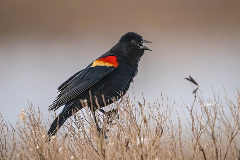 A male red-winged blackbird perches on dry vegetation, its beak open possibly in song. The bird's black feathers contrast with vibrant red and yellow patches on its wings. The background is softly blurred in neutral tones.