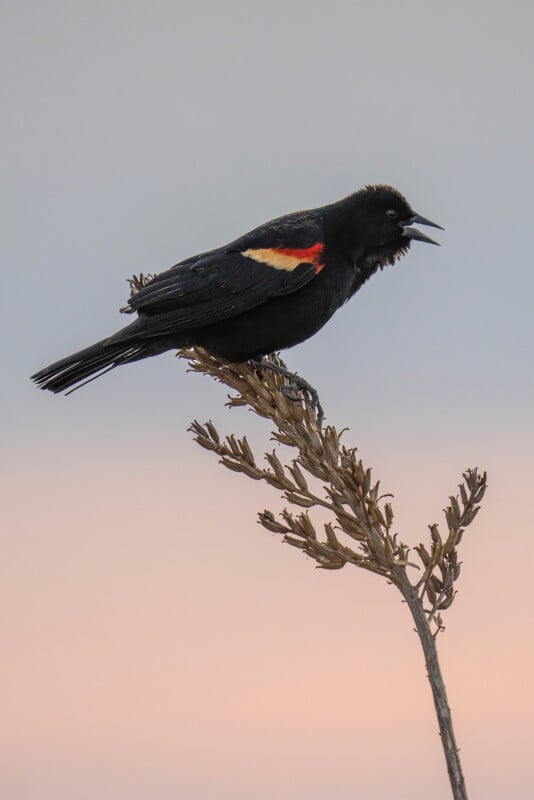 A black bird with a red and yellow patch on its wing is perched on a dry plant stem, sky background softly transitioning from light to darker shades. The bird appears to be singing or calling.