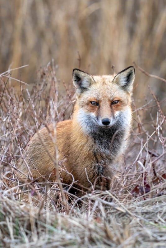 A red fox with a thick, bushy tail sits alert in tall dry grass. Its fur is a vibrant mix of reddish-orange, white, and black. The background is a blurred mix of brown and beige grasses.