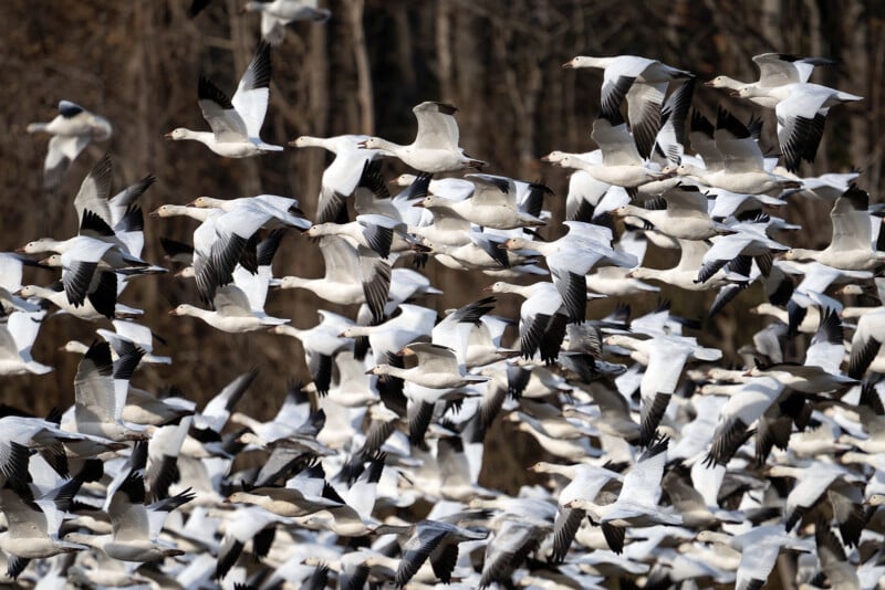 A large flock of white geese with black wingtips flies closely together against a blurred forest background. The birds are in mid-flight, showcasing a dynamic scene of coordinated movement.