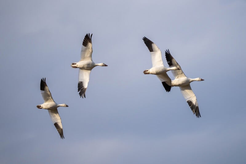 Four white geese with black-tipped wings are flying in a clear blue sky. Their wings are outstretched in a graceful formation, creating a sense of motion and freedom.